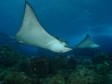 THE GALAPAGOS ISLANDS: Dive with hammerhead sharks and much, much more