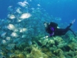French Riviera: under water diving and the high life