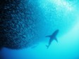 SOUTH AFRICA: Beautiful and diverse diving