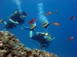 THE RED SEA: A great place to learn to scuba dive
