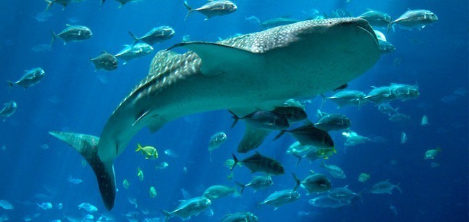 Easy dive booking - Scuba diving sharks